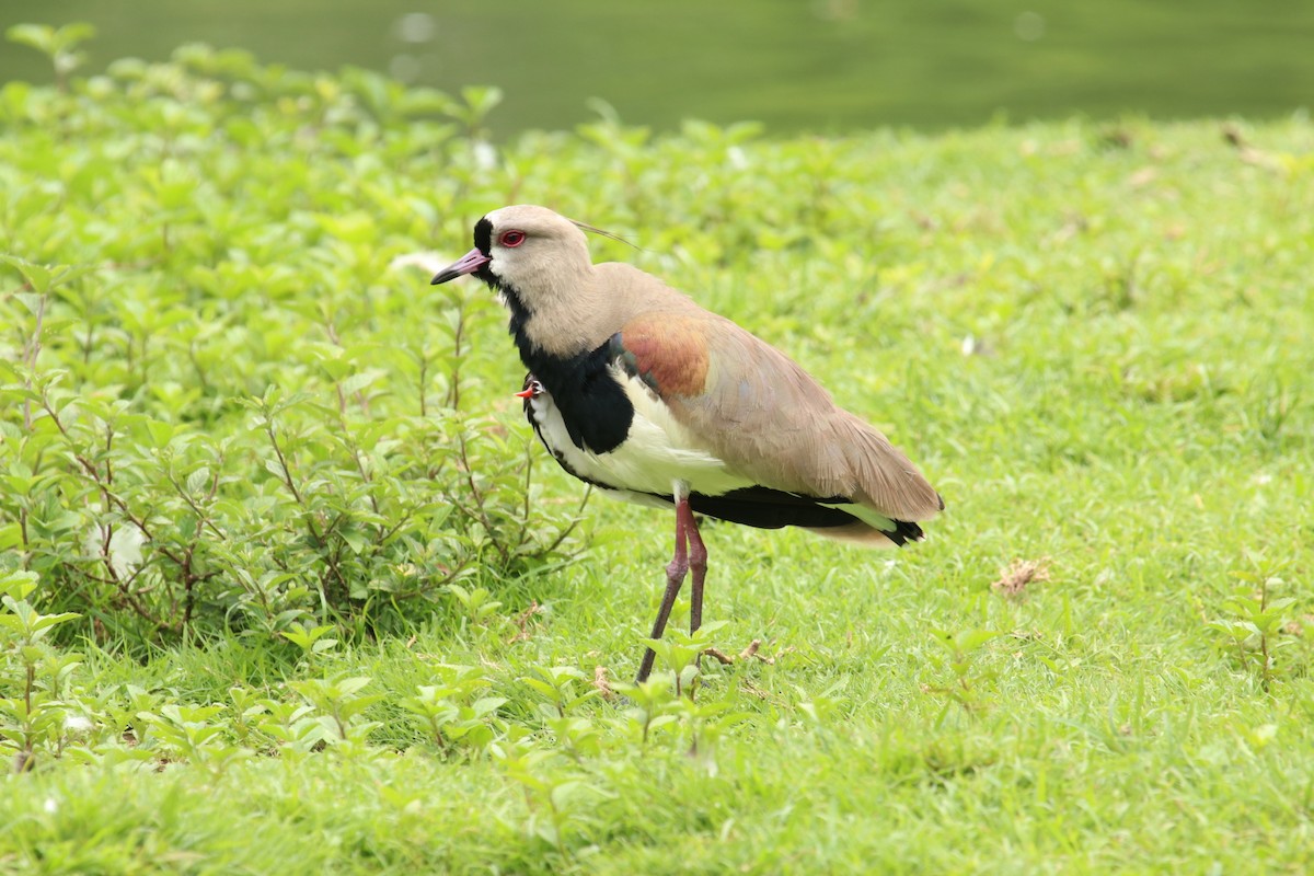 Southern Lapwing - ML188564381