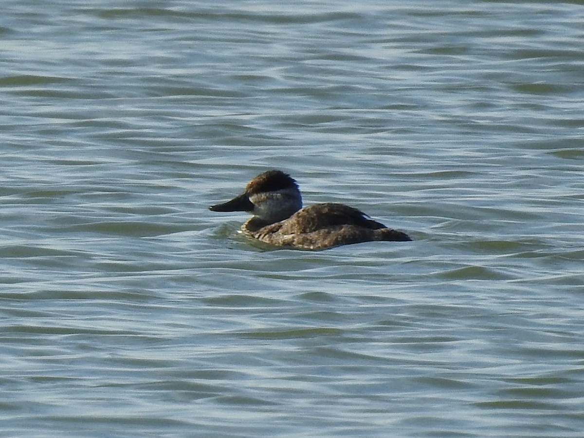 Ruddy Duck - ML188564981