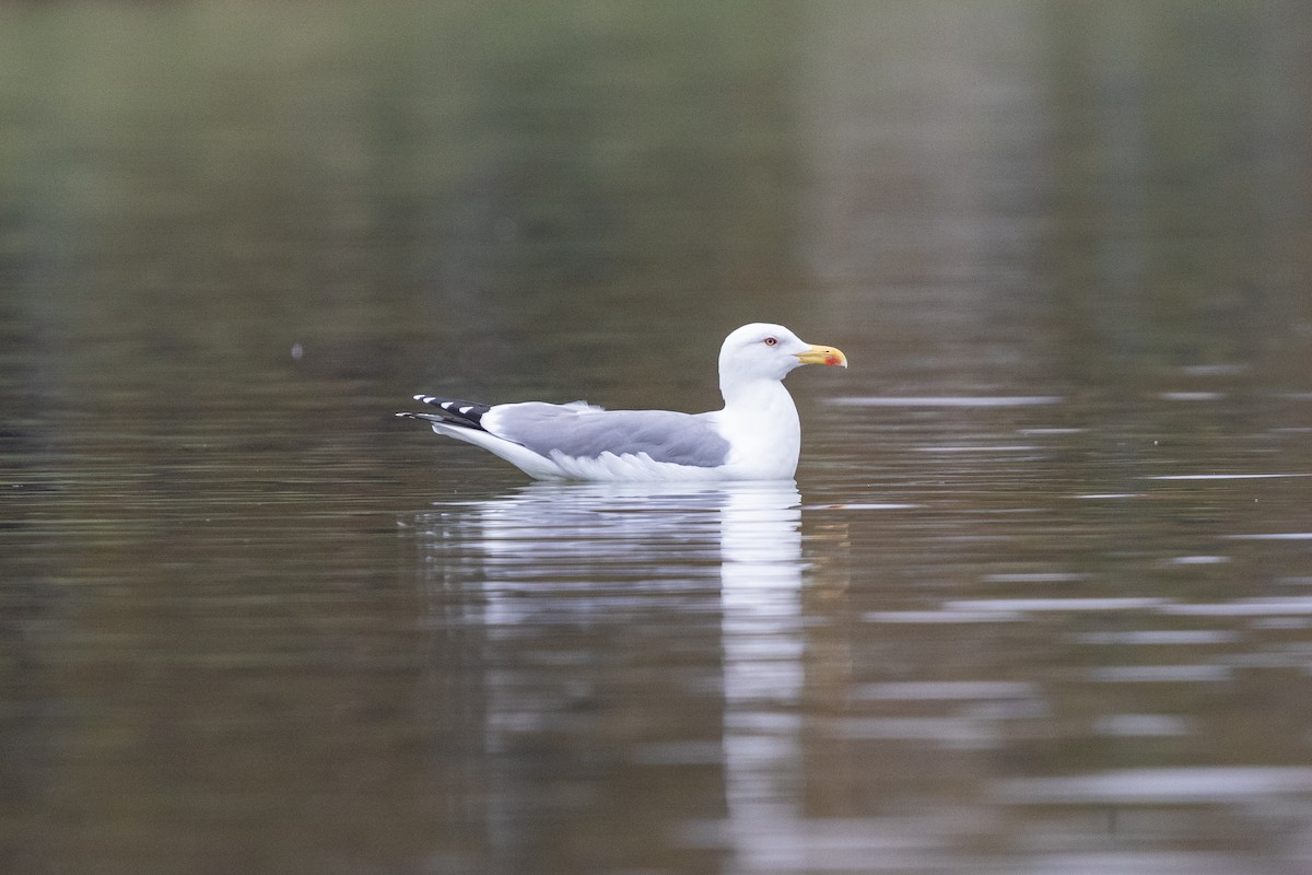 Gaviota Patiamarilla - ML188566401