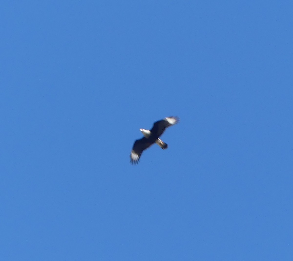 Crested Caracara (Northern) - ML188567151