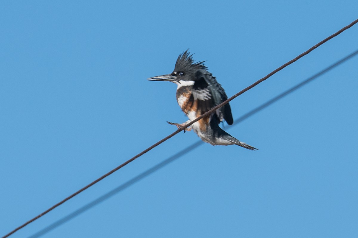 Belted Kingfisher - ML188567281