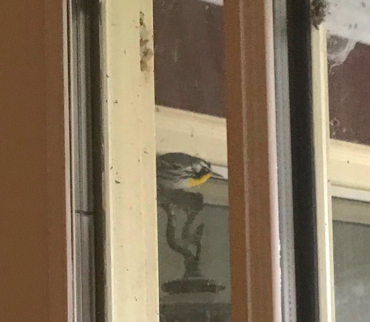 Yellow-throated Warbler - ML188569071