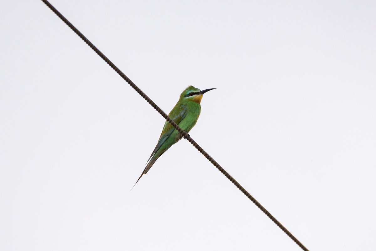 Blue-cheeked Bee-eater - ML188569761