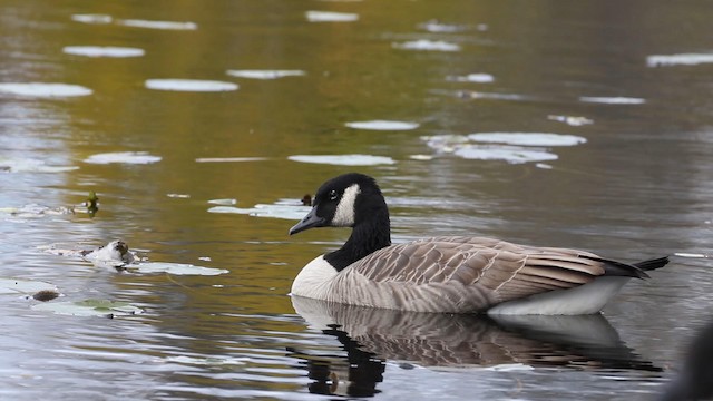 Canada Goose - ML188570301