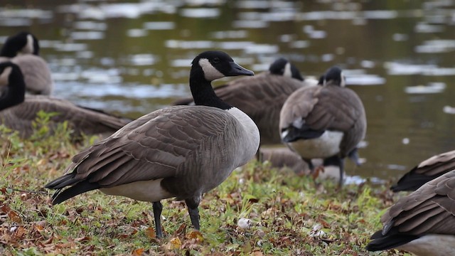 Canada Goose - ML188570691