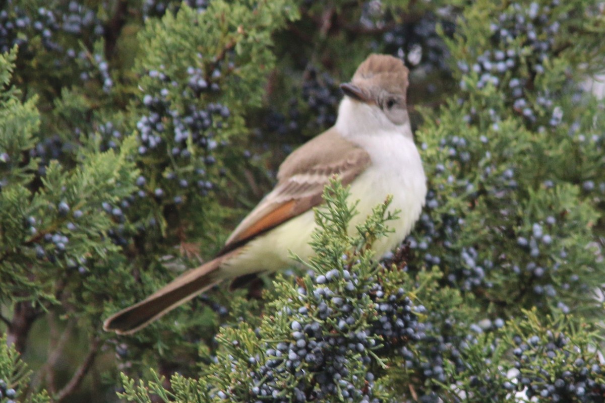 Ash-throated Flycatcher - ML188571971