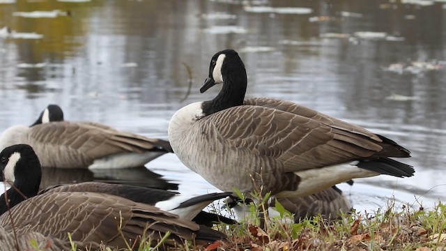 Canada Goose - ML188572611