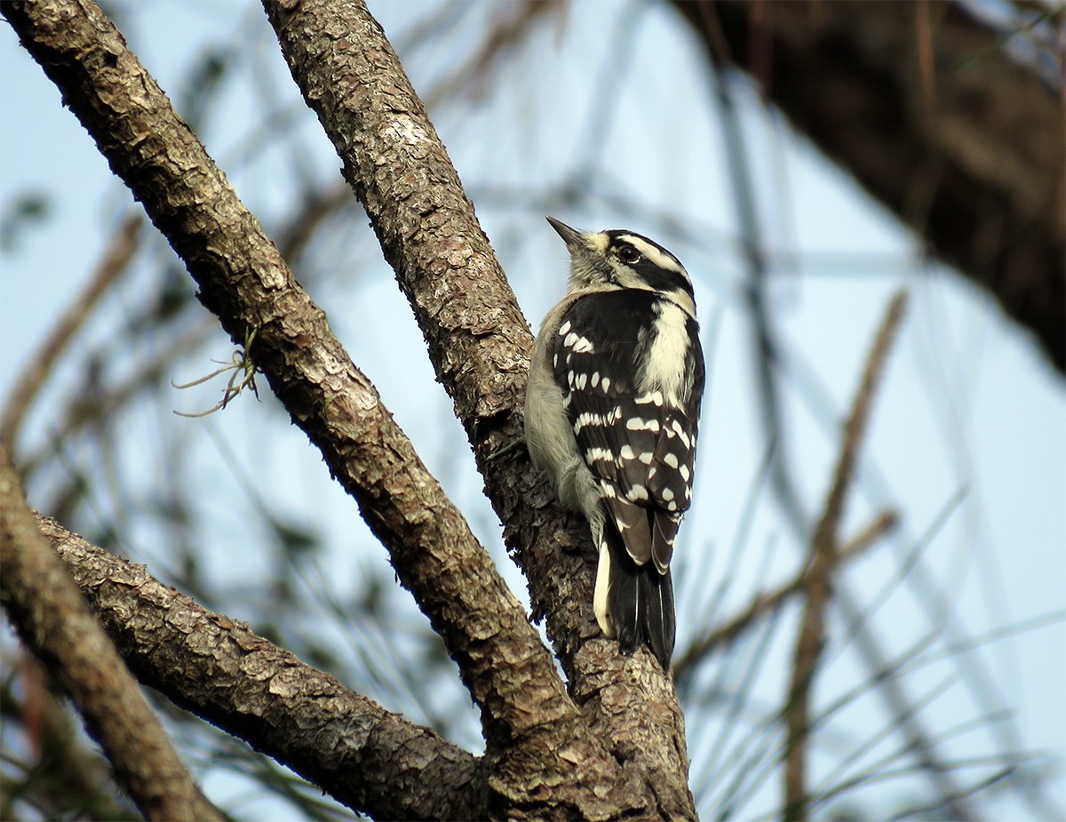 Downy Woodpecker - ML188573361