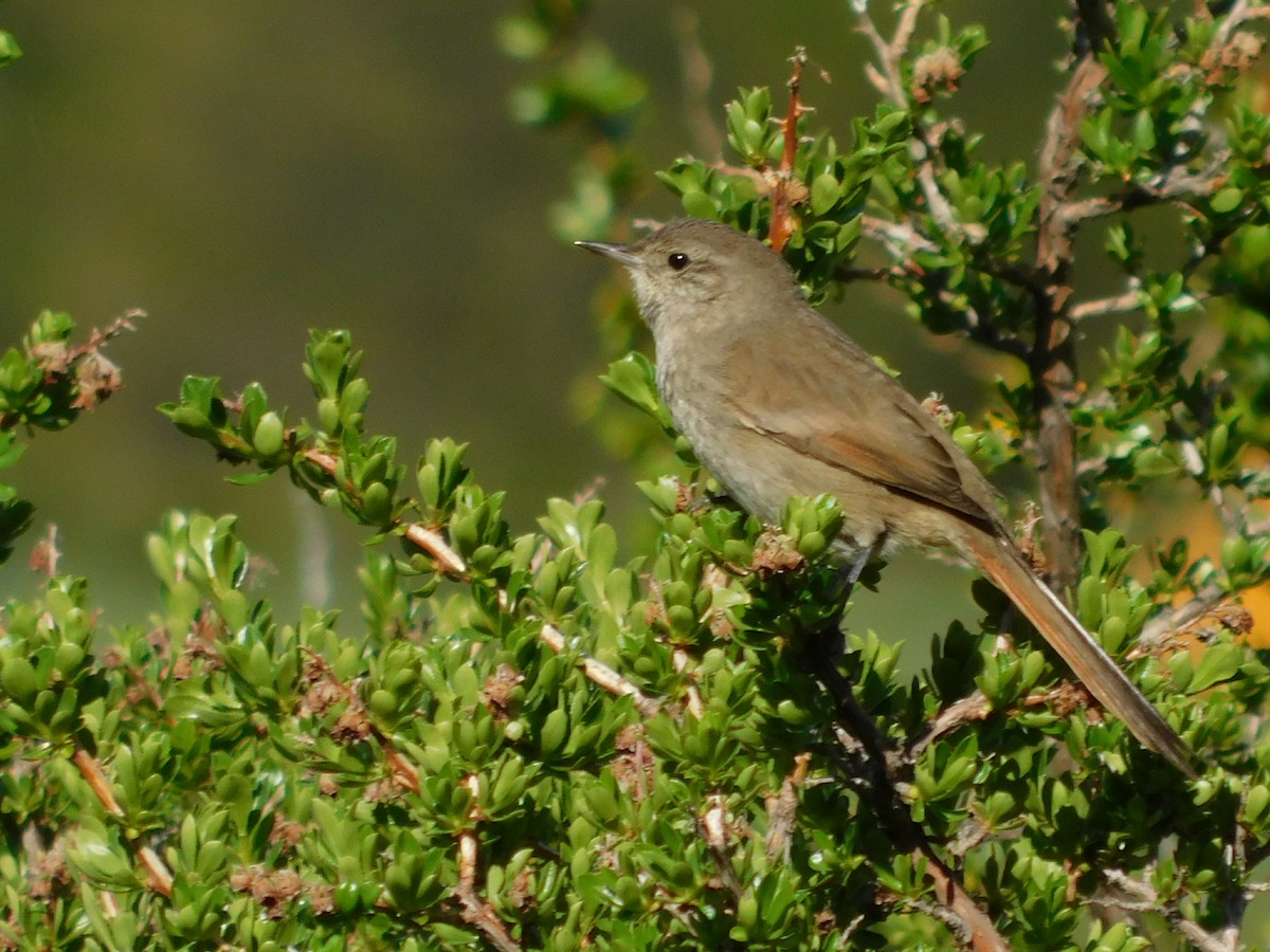 Sharp-billed Canastero - ML188573401