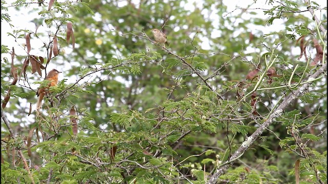 チャイロヤブチメドリ - ML188573611