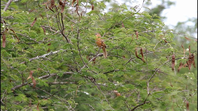 チャイロヤブチメドリ - ML188573691