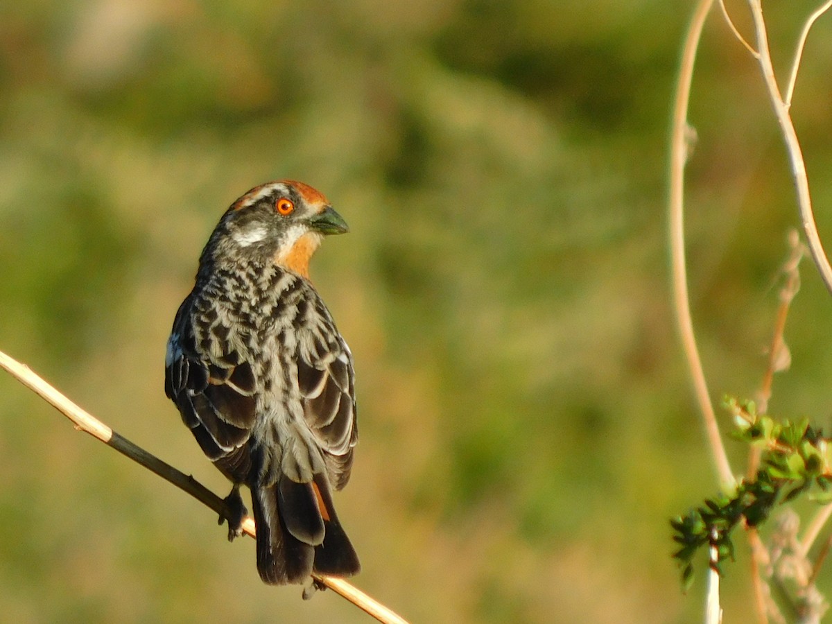 Rufous-tailed Plantcutter - ML188573751