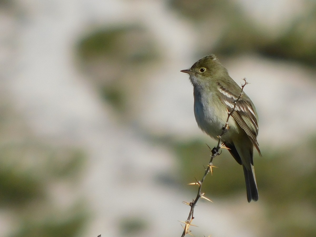 White-crested Elaenia - ML188573841