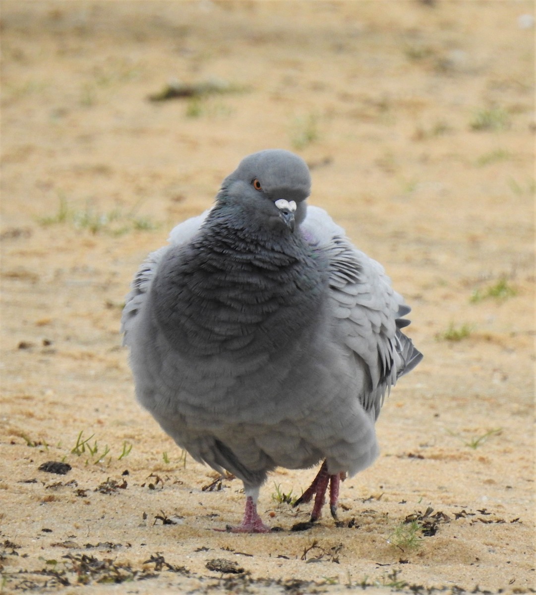 Rock Pigeon (Feral Pigeon) - ML188574301