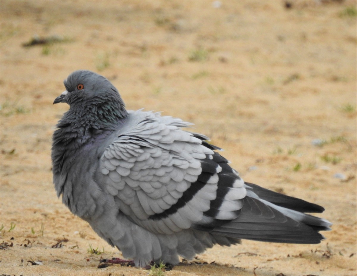 Rock Pigeon (Feral Pigeon) - ML188574311