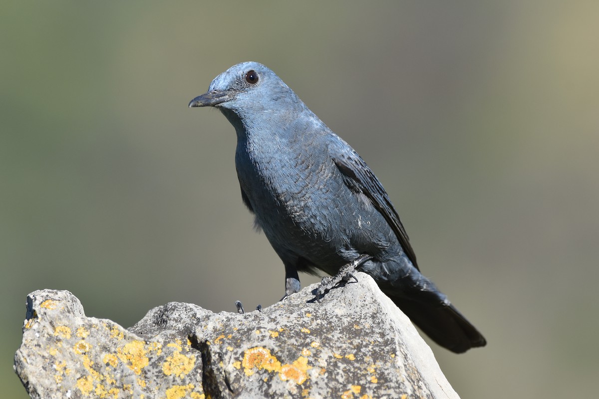 Blue Rock-Thrush - Santiago Caballero Carrera