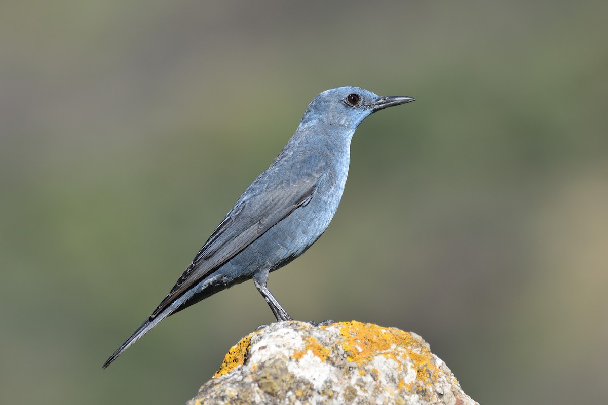 Blue Rock-Thrush - Santiago Caballero Carrera