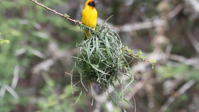 Vitelline Masked-Weaver - ML188575861