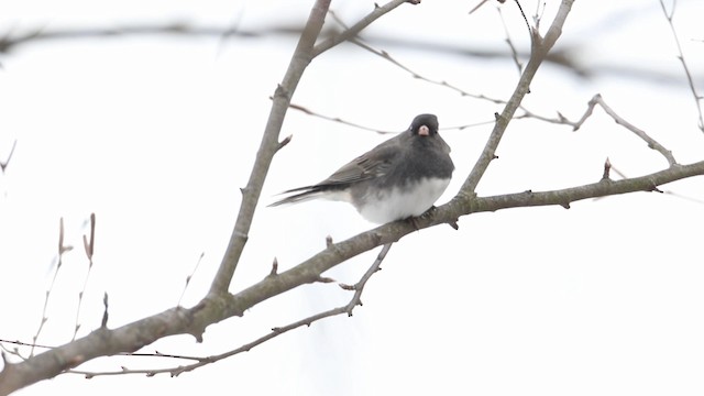 Dark-eyed Junco (Slate-colored) - ML188576701