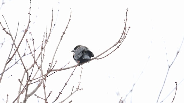 Red-winged Blackbird (Red-winged) - ML188576881