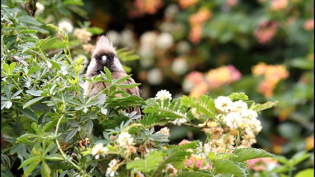 myšák hnědokřídlý - ML188576941