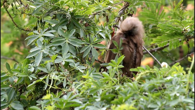 myšák hnědokřídlý - ML188576991