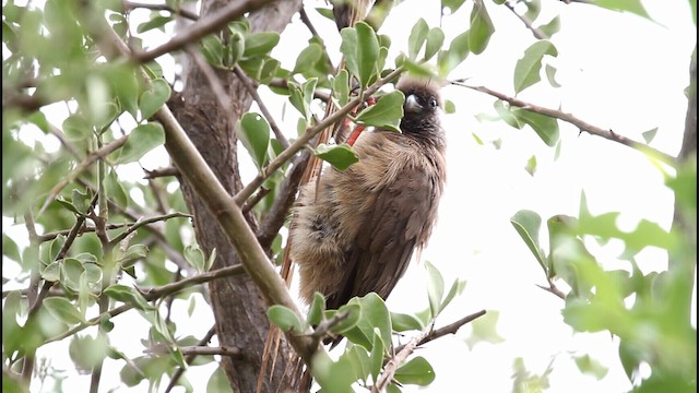 Speckled Mousebird - ML188577011