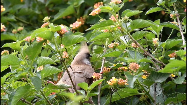 Speckled Mousebird - ML188577141