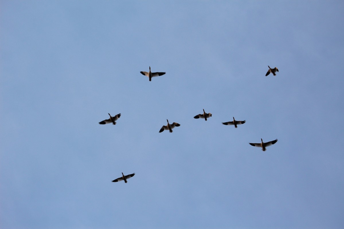 eBird Checklist - 18 Nov 2019 - Bald Knob NWR - 19 species (+1 other taxa)