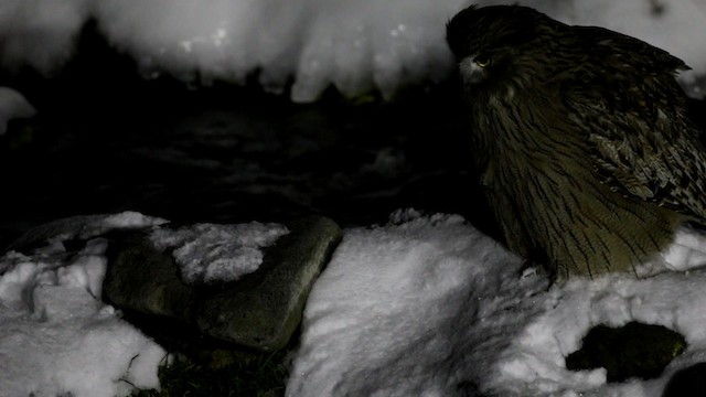 Blakiston's Fish-Owl - ML188578101