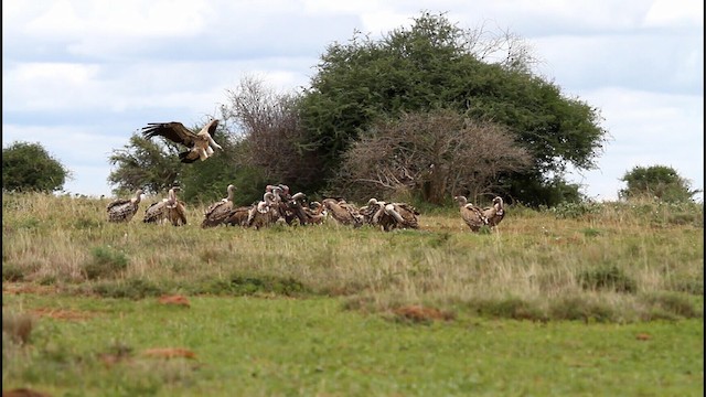 Rüppell's Griffon - ML188578421