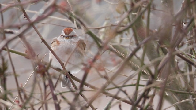 American Tree Sparrow - ML188579041