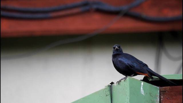 Red-winged Starling - ML188579151