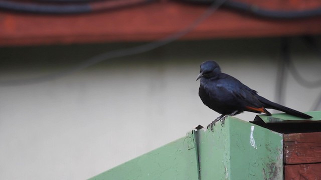 Red-winged Starling - ML188579211