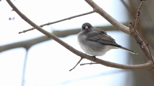 Junco Ojioscuro (hyemalis/carolinensis) - ML188579601