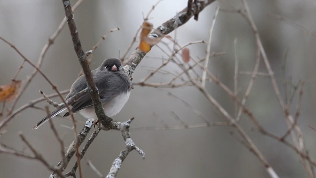 Junco Ojioscuro (hyemalis/carolinensis) - ML188579611