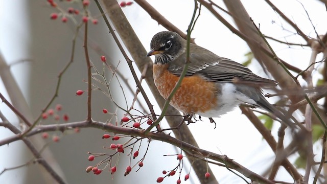 American Robin - ML188579621