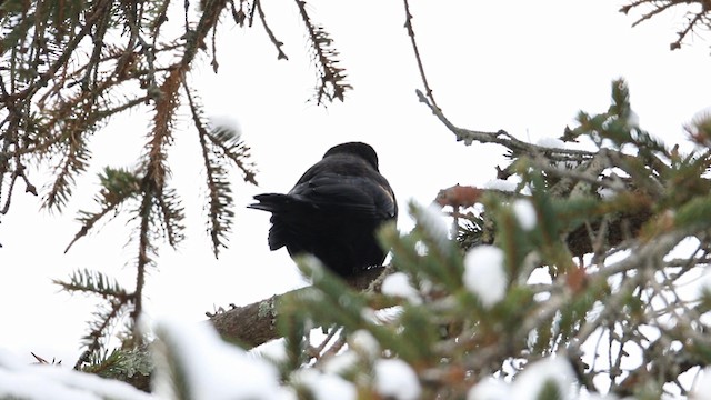 Red-winged Blackbird (Red-winged) - ML188579731