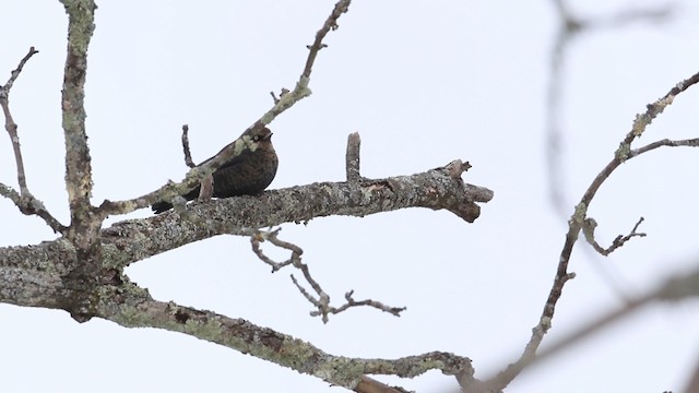 Rusty Blackbird - ML188579851