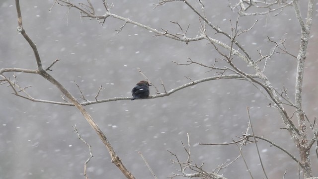 Rusty Blackbird - ML188579921