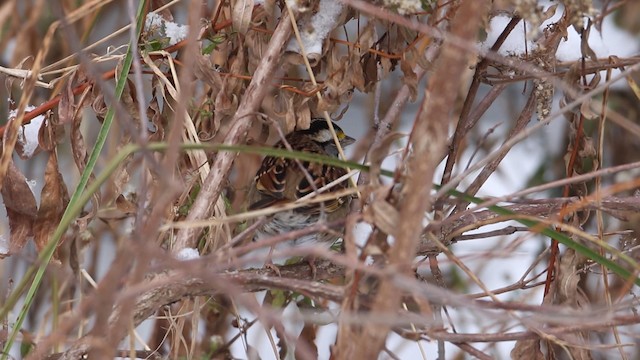 White-throated Sparrow - ML188579961