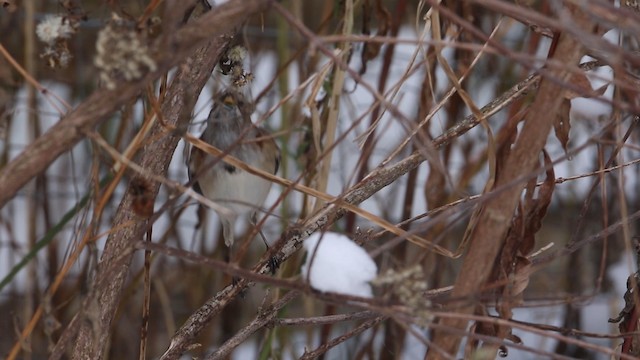 American Tree Sparrow - ML188580511