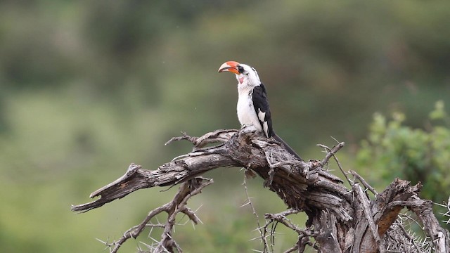 Von der Decken's Hornbill - ML188581671