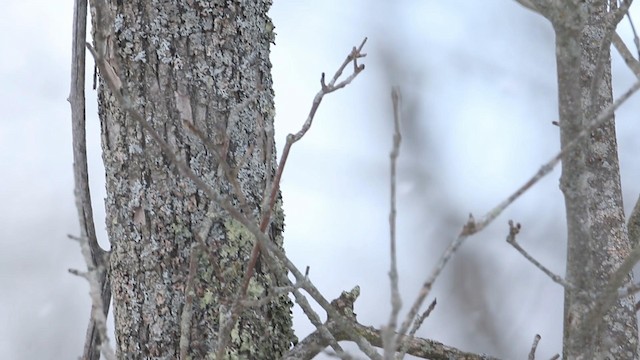 Hairy Woodpecker (Eastern) - ML188582101