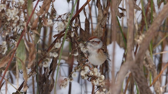 American Tree Sparrow - ML188582241