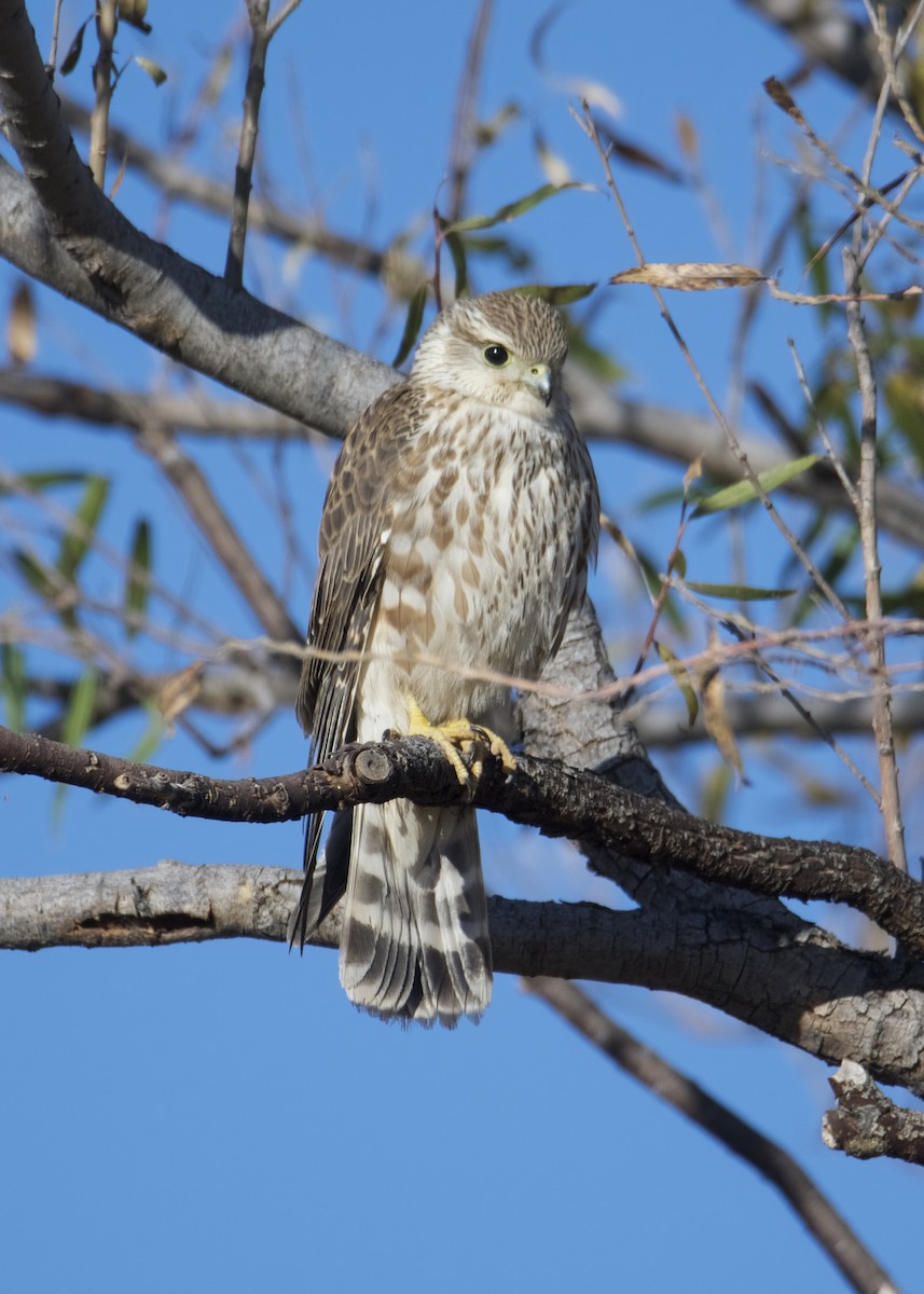 Merlin (Prairie) - ML188583601