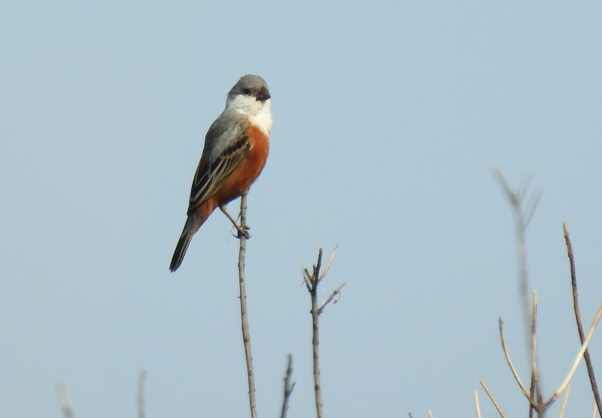 Marsh Seedeater - ML188588191