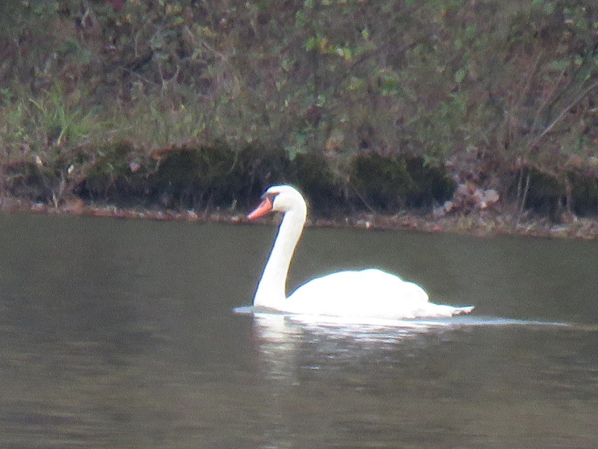 Mute Swan - ML188589541