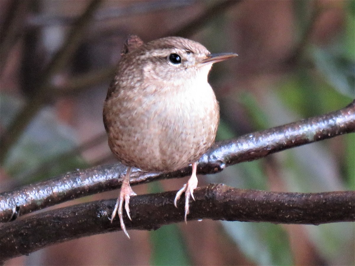 Winter Wren - ML188589731