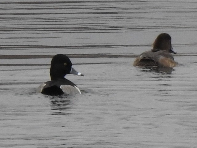 Ring-necked Duck - Susan Potter